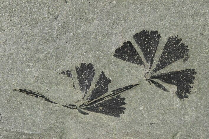 Pennsylvanian Fossil Horsetail (Annularia) Plate - Kentucky #137747